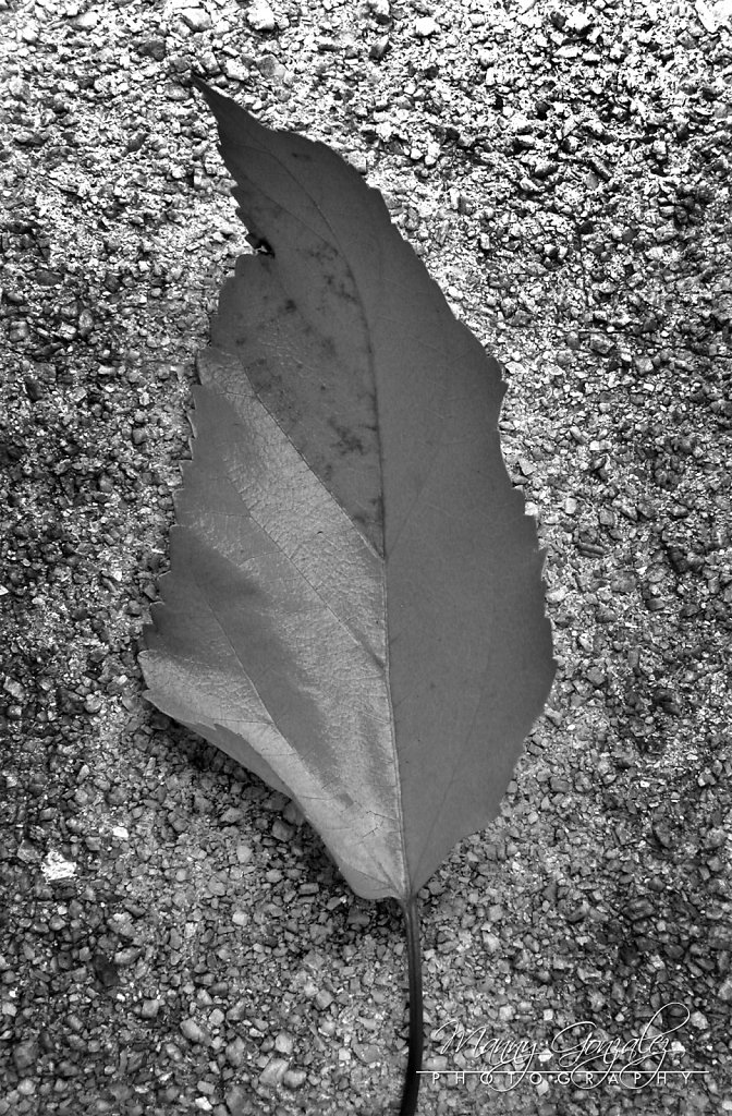 DSCN1230-2048.jpg