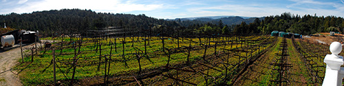 Burrell School Vineyard