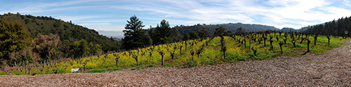 Savannah Chanelle Vineyard